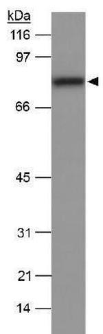 SR-BI Antibody in Western Blot (WB)
