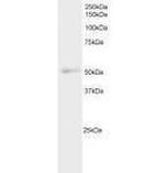 NFIL3 Antibody in Western Blot (WB)