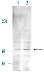 Phospho-MDM2 (Ser185) Polyclonal Antibody