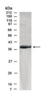 HAP40 Antibody in Western Blot (WB)
