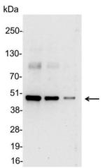 T7 Tag Polyclonal Antibody, HRP
