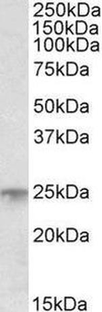 MSC Polyclonal Antibody