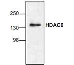 HDAC6 Antibody in Western Blot (WB)