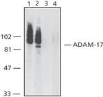 ADAM17 Antibody in Western Blot (WB)