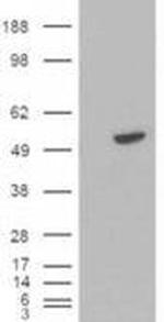 BLNK Antibody in Western Blot (WB)