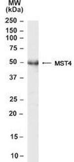 MST4 Antibody in Western Blot (WB)