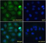 RACGAP1 Polyclonal Antibody