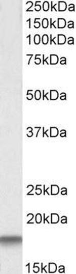 Cystatin C Polyclonal Antibody