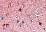 PEBP1 Antibody in Immunohistochemistry (Paraffin) (IHC (P))