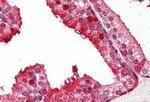 PEBP1 Antibody in Immunohistochemistry (Paraffin) (IHC (P))