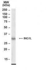 ING2 Antibody in Western Blot (WB)