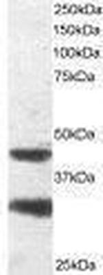 LIS1 Antibody in Western Blot (WB)