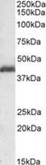LIS1 Antibody in Western Blot (WB)