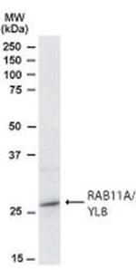 RAB11A Antibody in Western Blot (WB)