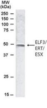 ELF3 Antibody in Western Blot (WB)
