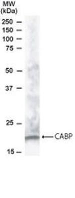 CABP1 Antibody in Western Blot (WB)