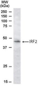 IRF2 Antibody in Western Blot (WB)