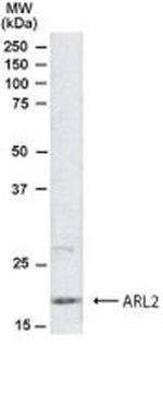 ARL2 Antibody in Western Blot (WB)