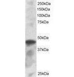 IRF8 Antibody in Western Blot (WB)