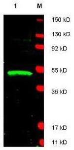LDB1 Antibody in Western Blot (WB)