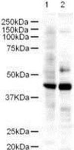 LDB2 Antibody in Western Blot (WB)