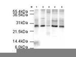 APC10 Antibody in Western Blot (WB)