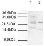 APC10 Antibody in Western Blot (WB)
