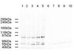 AP2 alpha Polyclonal Antibody