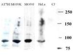 Artemis Antibody in Western Blot (WB)