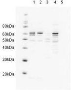 RAD23A Polyclonal Antibody