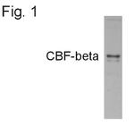 CBF beta Polyclonal Antibody
