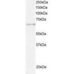 ARIH1 Antibody in Western Blot (WB)
