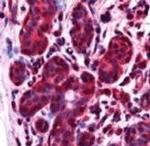 ALS2CR1 Antibody in Immunohistochemistry (Paraffin) (IHC (P))