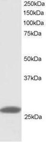 PHAPI2 Antibody in Western Blot (WB)