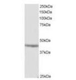 MURF3 Antibody in Western Blot (WB)