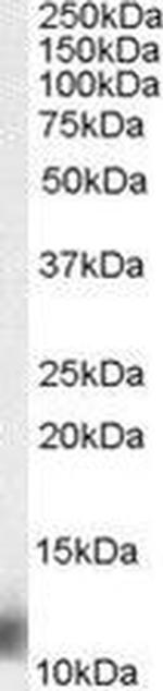 MPS1 Antibody in Western Blot (WB)