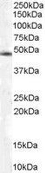TRIP15 Antibody in Western Blot (WB)