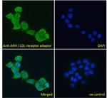 LDLRAP1 Antibody in Immunocytochemistry (ICC/IF)