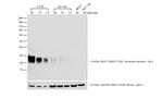Goat anti-Armenian Hamster IgG (H+L) Secondary Antibody, HRP