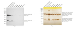 Armenian Hamster IgG (H+L) Secondary Antibody in Western Blot (WB)