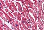KPNA3 Antibody in Immunohistochemistry (Paraffin) (IHC (P))