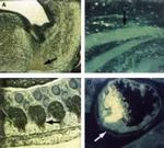 CDK9 Antibody in Immunohistochemistry (Paraffin) (IHC (P))