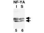 NFYA Antibody in Western Blot (WB)