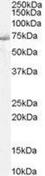 SHP2 Antibody in Western Blot (WB)