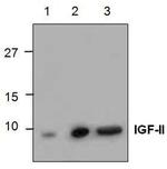 IGF2 Antibody in Western Blot (WB)