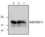 KGF Antibody in Western Blot (WB)