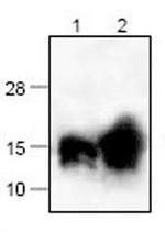 CSF2 Antibody in Western Blot (WB)