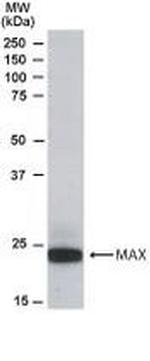 MAX Antibody in Western Blot (WB)