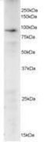 GADD34 Antibody in Western Blot (WB)