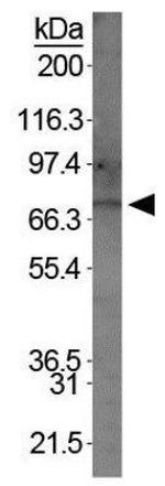 BMAL1 Antibody in Western Blot (WB)